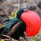 Male great frigatebird (fregata minor) in the Galapagos