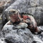 Marine iguana in the Galapagos.