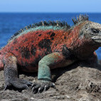 Marine iguana in the Galapagos
