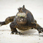 Marine iguana in the Galapagos Islands