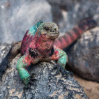 Marine iguana in the Galapagos Islands