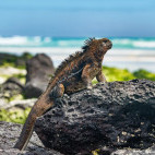 Marine iguana in the Galapagos Islands