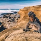 Marine iguana in Puerto Egas, the Galapagos