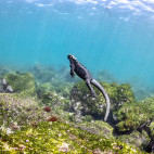 Marine iguana in the Galapagos Islands