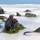 Marine iguana in the Galapagos