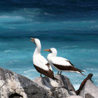Nazca boobies in the Galapagos Islands