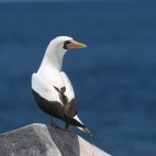 Nazca booby in the Galapagos