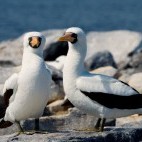 Nazca booby in the Galapagos