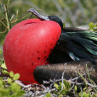 Great frigatebird in the Galapagos