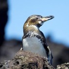 Galapagos penguin