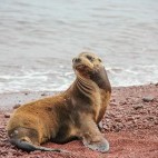 Galapagos sealion in the Galapagos