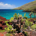 Prickly pear in Rabida Island, the Galapagos