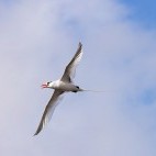 Red-billed tropicbird in the Galapagos.