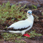 Red-footed booby in the Galapagos