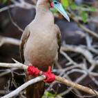 Red-footed booby in the Galapagos