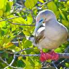 Red-footed booby in the Galapagos Islands