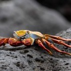 Sally lightfoot crab in the Galapagos.