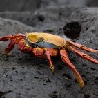 Sally lightfoot crab in the Galapagos.