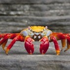 Sally lightfoot crab in the Galapagos