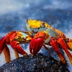 Sally lightfoot crab on lava rock in the Galapagos