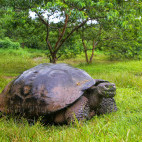 Galapagos giant tortoise in the Galapagos Islands