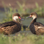 White-cheeked pintail in the Galapagos Islands