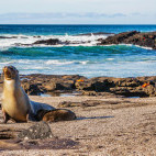 Galapagos sea lion in the Galapagos Islands