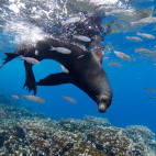 Galapagos sea lion in the Galapagos Islands