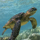 Sea turtle in the Galapagos Islands