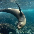 Sealion underwater in the Galapagos