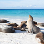 Sealion in the Galapagos