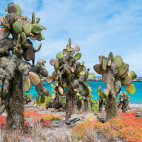 South Plaza Island in the Galapagos