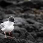 Swallow-tail gull in the Galapagos.