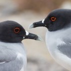 Swallow-tail gull in the Galapagos