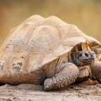 Galapagos giant tortoise