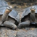 Giant tortoise in the Galapagos