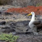 Waved albatross in the Galapagos.