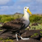 Waved albatross in Espanola Island, the Galapagos