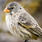 Darwin's finch in the Galapagos Islands