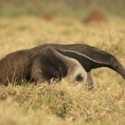 Giant anteater