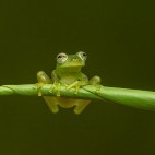 Glass frog