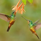 Golden-bellied starfrontlet