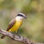 Great kiskadee