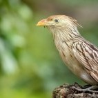 Guira cuckoo