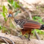Hoatzin