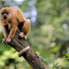 Howler monkey