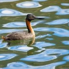 Male southern great grebe in Torres del Paine National Park, Chile.