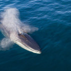 Blue whale in Baja California, Mexico.