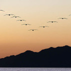Brown pelican in Baja California, Mexico.