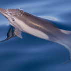 Common dolphin in Baja California, Mexico.
